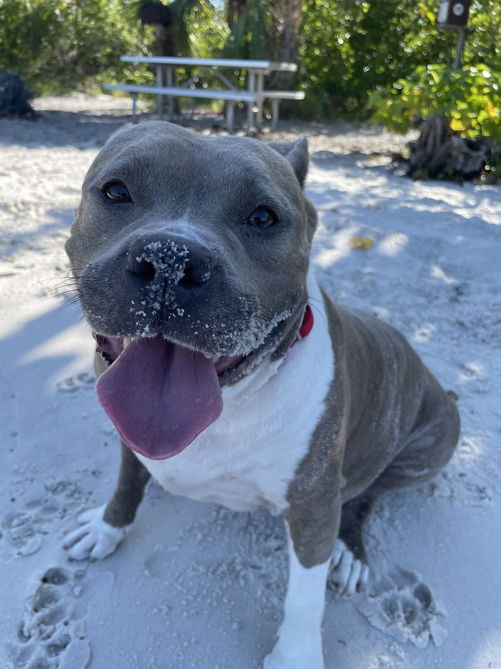 Vote for Bella Tails of the Treasure Coast 2025 Pet Calendar Contest