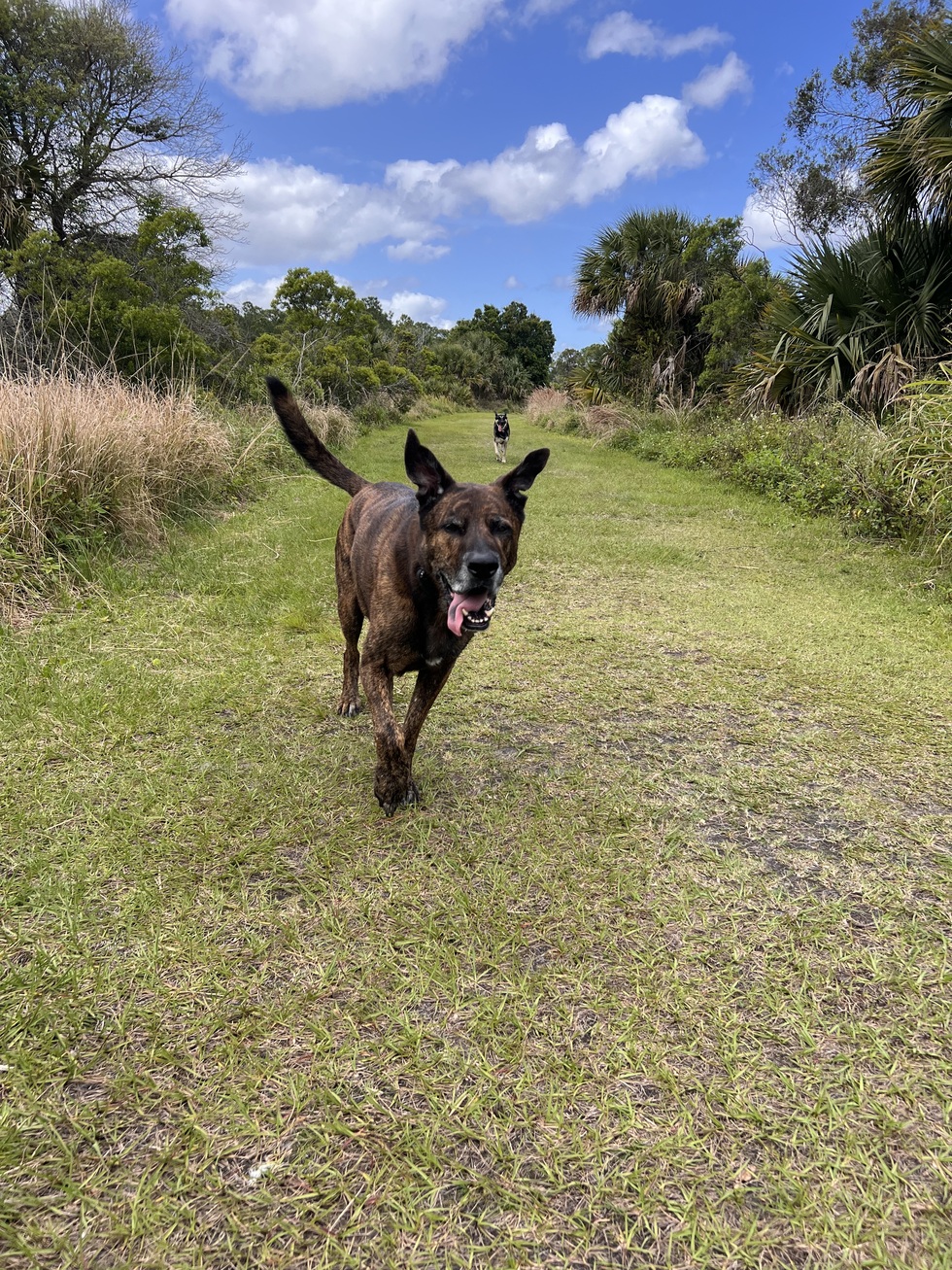 Vote for Loki Tails of the Treasure Coast 2025 Pet Calendar Contest