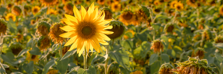 The Last Sunflower