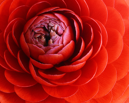 Red Rananculus