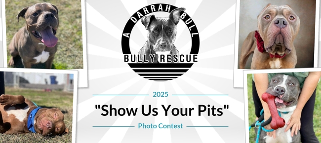 A Darrah Bull Bully Rescue Inc | 7th Annual ADBBR Show Us Your Pits ...