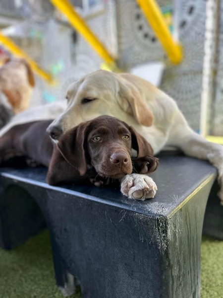 Chip (chocolate lab) and Latte (yellow lab/golden retriever mix)