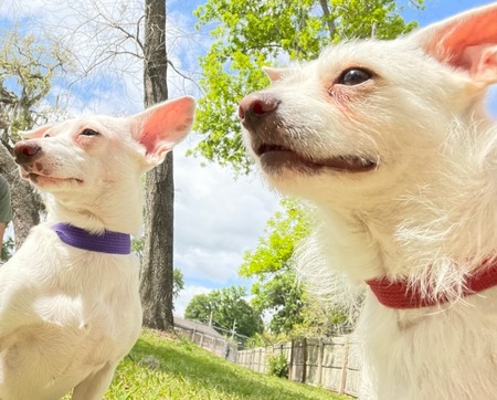 Ruby (left) and Max