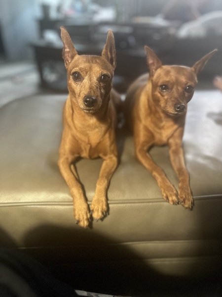 Chiquita and Bindi