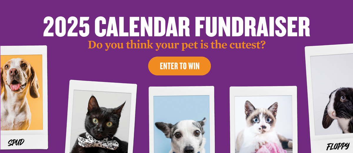 Winnipeg Humane Society 2025 Calendar Photo Fundraiser