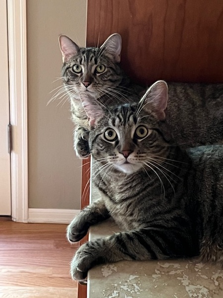 Toby and Ty , brothers