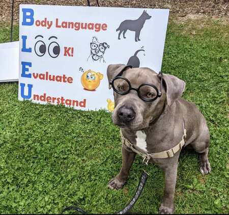 Bleu of Bleu's K9 Rescue 