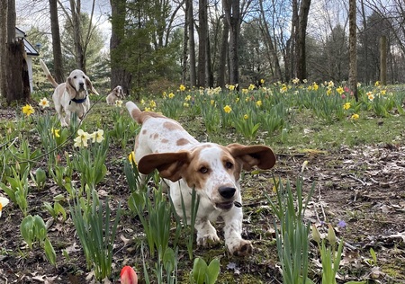 Oliver, Roscoe & Penny 