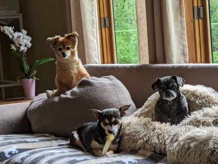 Abby, Lucy, and Brandi 