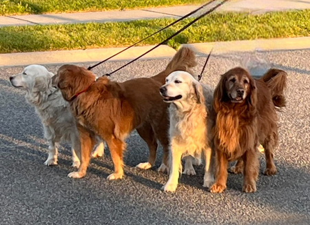 Farrah, Gino, Roxie & Sophie