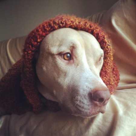 Gussy