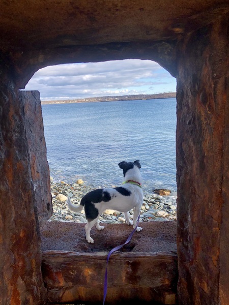 Daisy at the Ocean