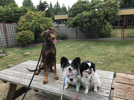 Holly, Daisy, and Violet