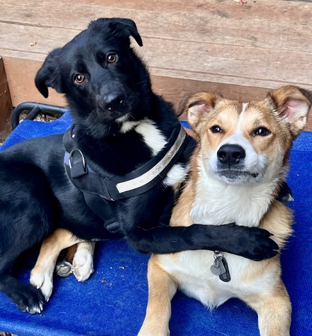 Fletcher(right) and his foster buddy 