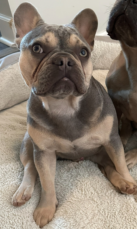 Frenchie Montana aka Monty