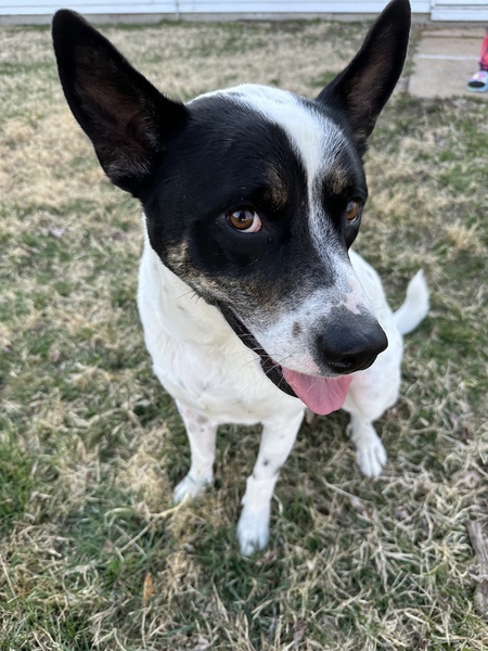 Ozzy, Prince of Barkness