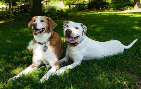 Luna and Maple