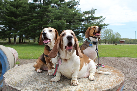 Roxie, Ducky, and Hank