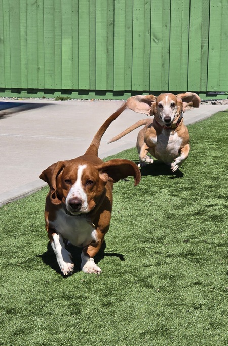 Buster Brown (front) and Honey (back)