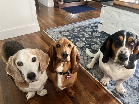 Elvis, Daisy,Otto