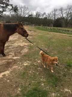 Bucky leading a friend around