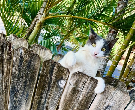 Stormy really wants to be a calendar kitty.  The neighborhood keiki call him "The  Meow."