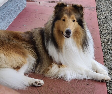 Ren is a registered Therapy Dog with K9 TheraPets of Hawaii and Alliance of Therapy Dogs