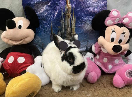 Oreo (The Happiest Bunny on Earth!)