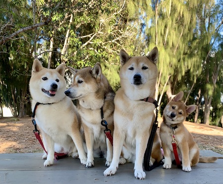 My Shibas:  Akiko, Akina, Azuki, and Akizu 