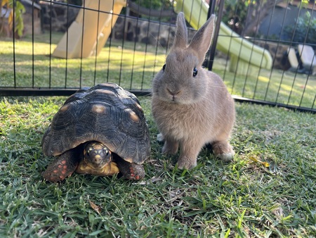 Shelldon and Cinnabun