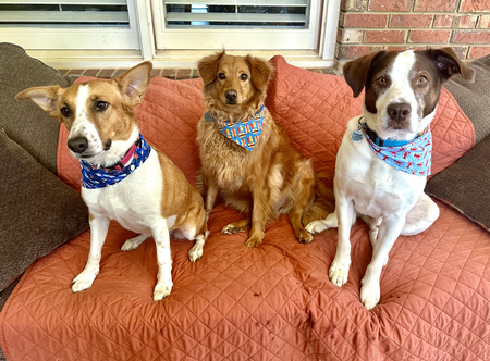 Millie, Dudley  & Cooper