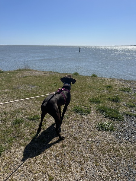 Princess Exploring Chincoteague Inlet