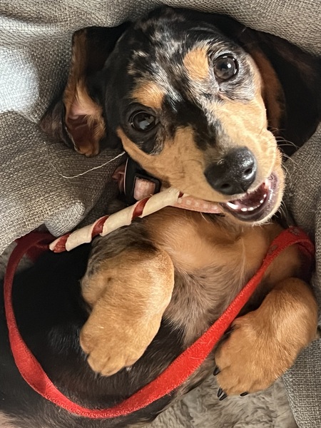 Daniken Da Doxie