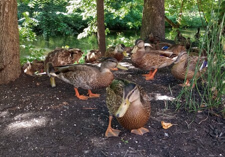 It's a Duck Storm!