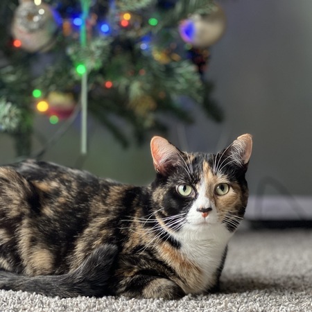 Festive Kiki