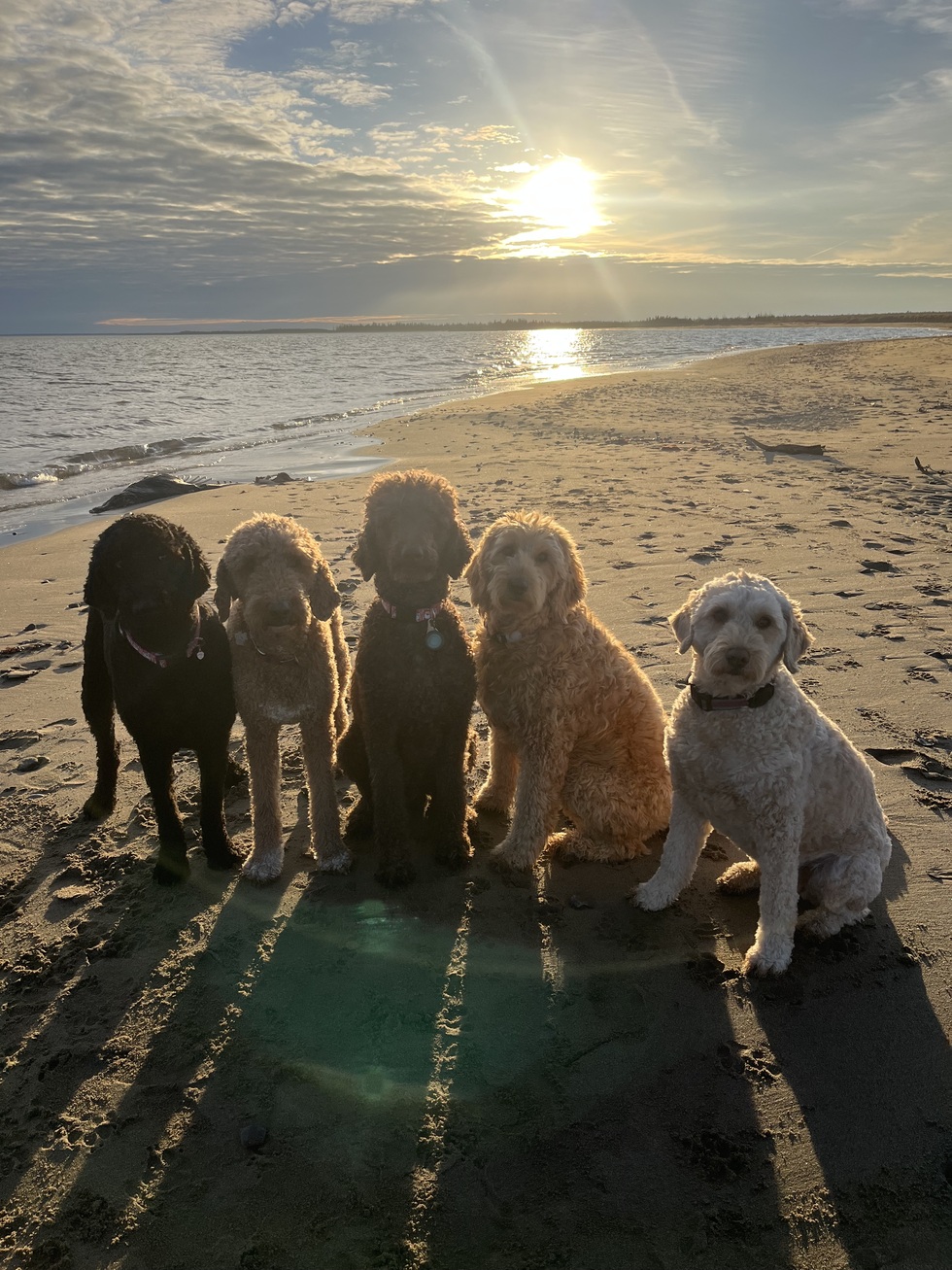 Vote for Eevee, Roxy, Bear, Molly, Daisy 2025 Pet Photo Calendar