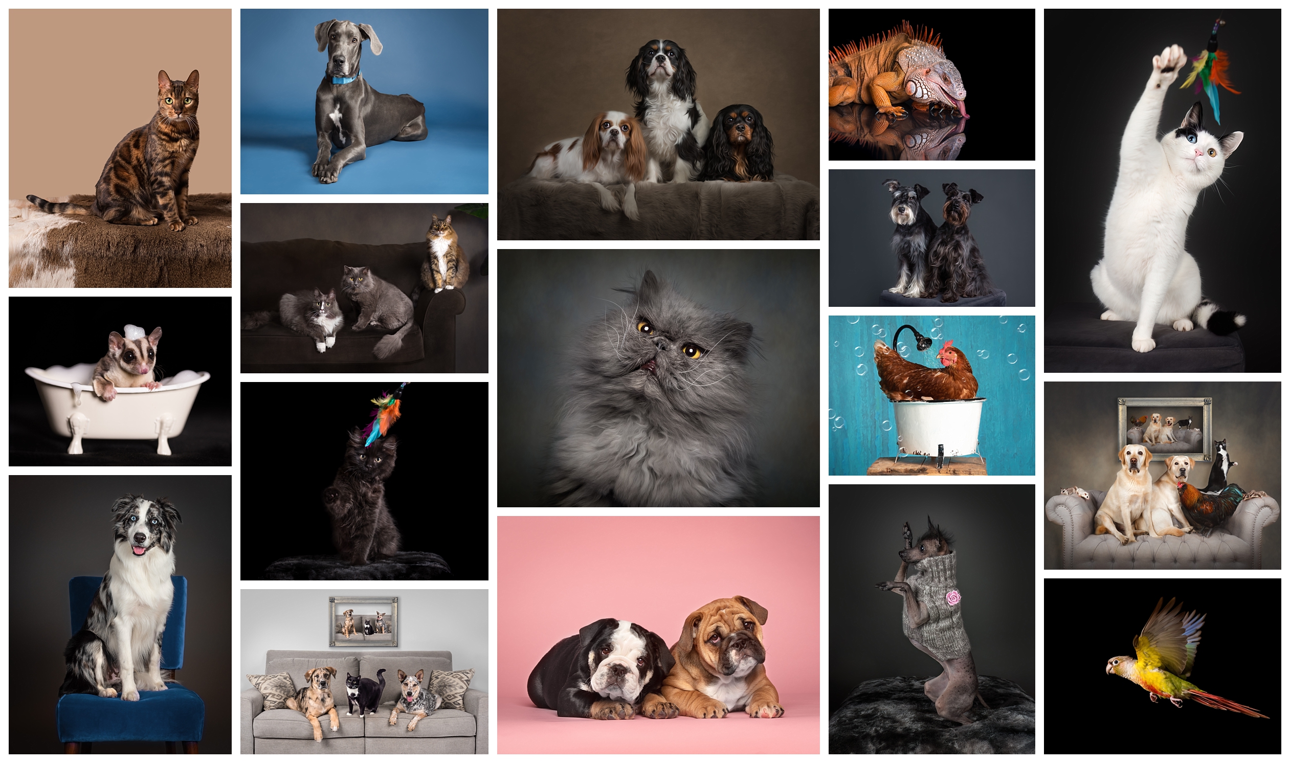 A collage of studio pet portraits by Tracy Munson