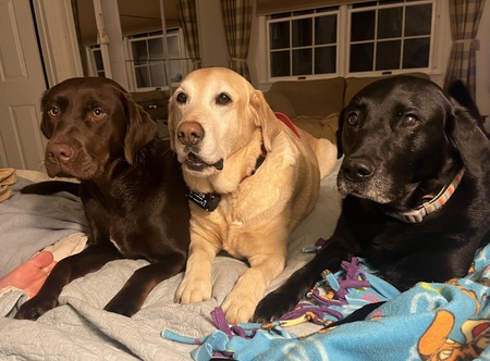 Frannie, Daisy, Bella