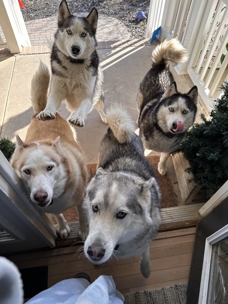 Jax, Mika, Raven and Koda