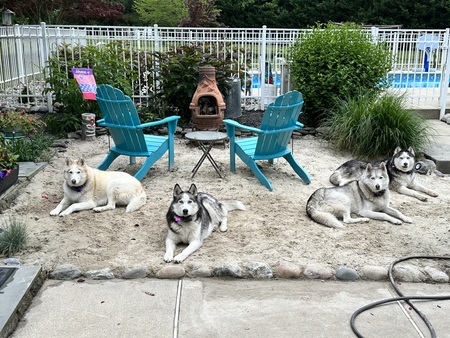 Mika, Koda, Jax and Raven