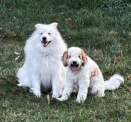 Yeti and Biscuit