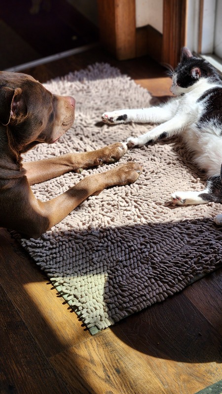 Squirrel and Cookie Cat