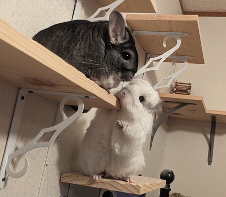 Coco and Cotton