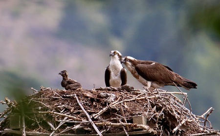 Osprey Family