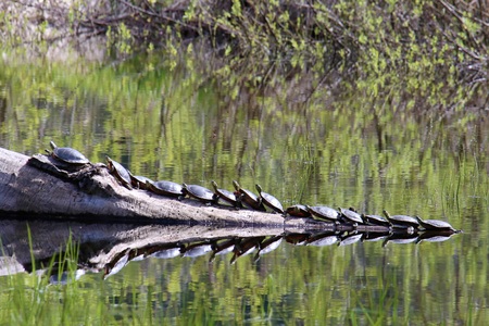 Painted Turtle reflection