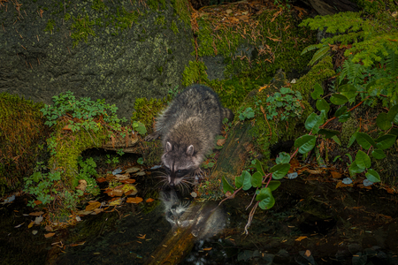 Reflecting Raccoon