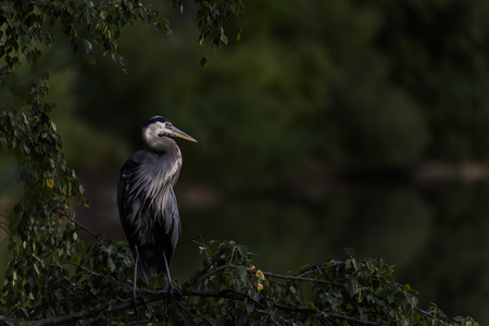 Heron at Lost Lagoon