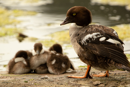 Goldeneye watching over ducklings 