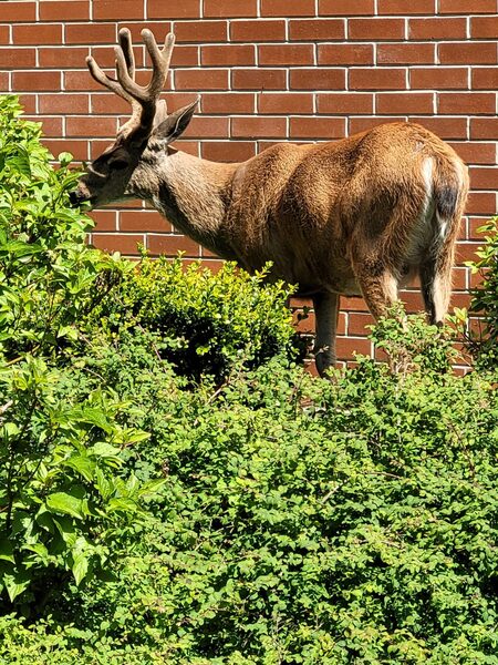 A nice 2 x 4 City Buck