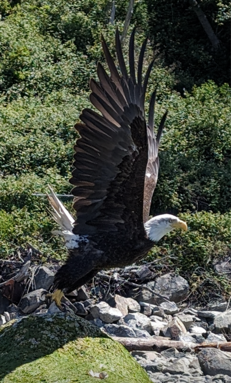 Eagle Flight